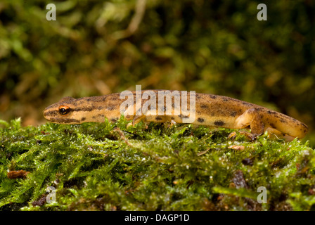 Long-toed salamander (Ambystoma macrodactylum), on moss Stock Photo