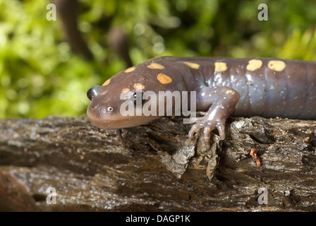 Spotted salamander (Ambystoma maculatum), portrait Stock Photo