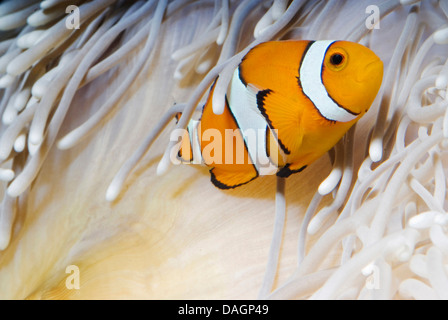 false clown anemonefish, clown anemonefish (Amphiprion ocellaris), amongst the tentacles of Heteractis crispa Stock Photo