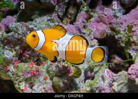 false clown anemonefish, clown anemonefish (Amphiprion ocellaris), breed Stock Photo