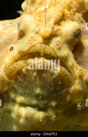 Warty frogfish, Clown frogfish (Antennarius phymatodes, Antennarius maculatus), portrait Stock Photo