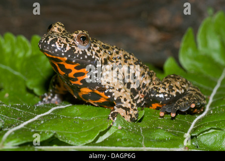 Oriental fire-bellied toad (Bombina orientalis Red), breed red Stock Photo