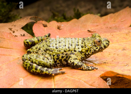 Oriental fire-bellied toad (Bombina orientalis), on a leaf Stock Photo