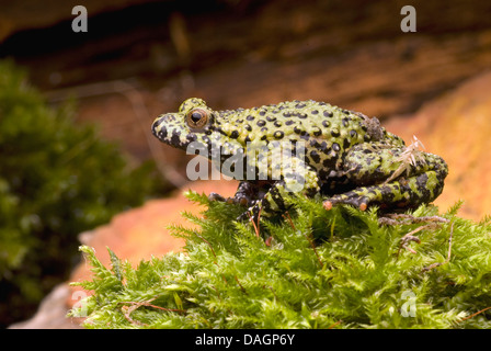 Oriental fire-bellied toad (Bombina orientalis), on moss Stock Photo