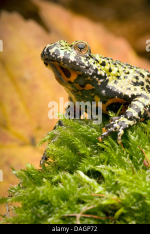 Oriental fire-bellied toad (Bombina orientalis), portrait on moss Stock Photo