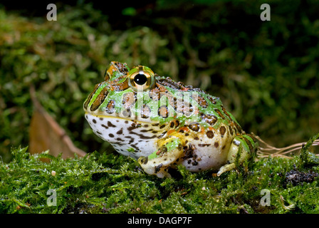 argentine horned frog, pacman frog, nightcrawler, night crawler, ornate horned frog, ornate horned toad, escuerzo (Ceratophrys ornata), on moss Stock Photo