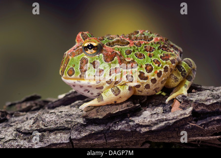 argentine horned frog, pacman frog, nightcrawler, night crawler, ornate horned frog, ornate horned toad, escuerzo (Ceratophrys ornata), on moss Stock Photo
