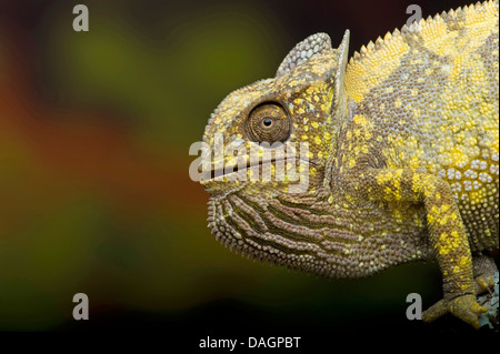 flap-necked chameleon, flapneck chameleon (Chamaeleo dilepis), side view Stock Photo