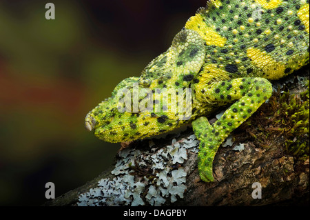 Meller's chameleon (Chamaeleo melleri), on a branch Stock Photo