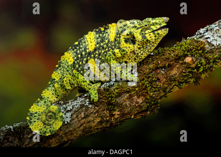 Meller's chameleon (Chamaeleo melleri), on branch Stock Photo