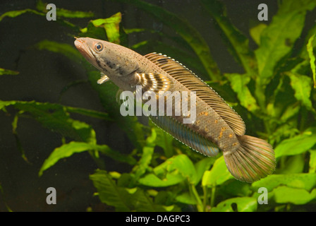 snakehead (Channa pulchra), swimming Stock Photo