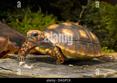 Red-footed tortoise, South American red-footed tortoise, Coal tortoise (Geochelone carbonaria, Testudo carbonaria, Chelonoidis carbonaria), walking Stock Photo
