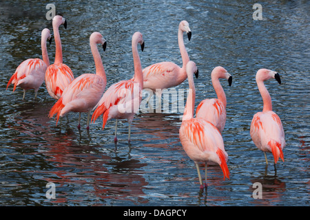 Chilean Flamingos (Phoenicopterus chilensis). Native to southern temperate South America. Adults in full breeding pink colour. Stock Photo