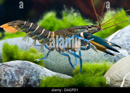 lobster (Cherax spec.), in aquarium Stock Photo