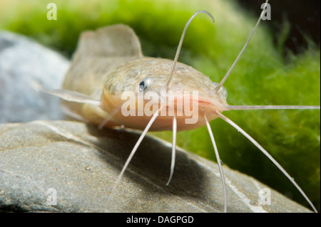 Walking catfish, Broadmouth catfish (Clarias batrachus), portrait Stock Photo