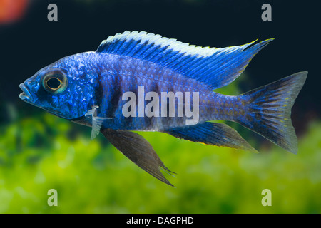 Malawi cichlid (Copadichromis azureus Likoma), breed Likoma Stock Photo