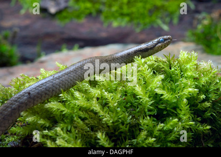 smooth snake (Coronella austriaca), on moss, Germany Stock Photo