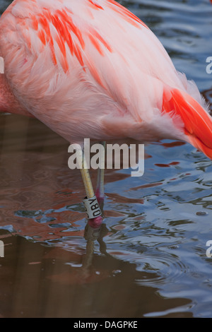 Chilean Flamingo Phoenicopterus chilensis. Showing 'ankle' or tibio-tarsal leg joints with plastic engraved identification ring. Stock Photo