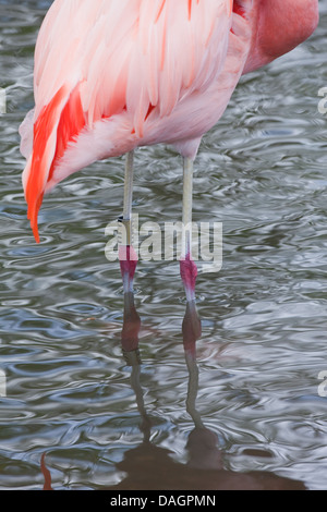 Chilean Flamingo Phoenicopterus chilensis. Showing 'ankle' or tibio-tarsal leg joints with plastic engraved identification ring. Stock Photo