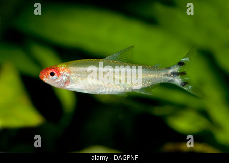 Firehead tetra, Bleher's rummy nose (Hemigrammus bleheri), swimming, KZ Ffm Stock Photo