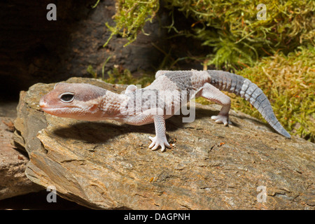 Fat-tailed Gecko, African Fat-tailed Gecko (Hemitheconyx caudicinctus), on a stone Stock Photo