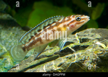 Checkerboard Slender Cichlid, Marlier's Julie (Julidochromis marlieri), swimming Stock Photo