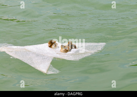mallard (Anas platyrhynchos), three duck chicks sitting on an air bubble film on water surface, Germany Stock Photo
