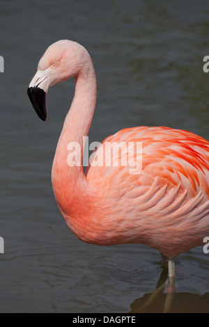 Chilean Flamingo (Phoenicopterus chilensis). Showing extensive area of black, half to two thirds of the bill terminal end. Stock Photo