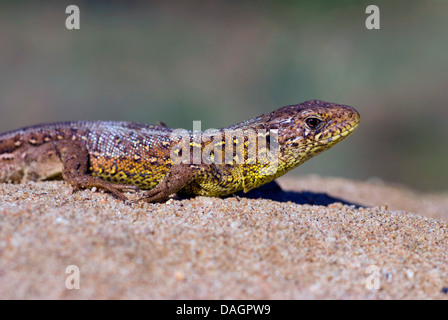 sand lizard (Lacerta agilis), walking in the sand, Germany Stock Photo