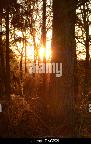 Sun setting through some trees Stock Photo