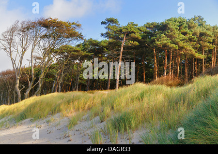 Scotch pine, Scots pine (Pinus sylvestris), forest edge on the Baltic Sea Coas, Germany, Mecklenburg-Western Pomerania, NLP Vorpommersche Boddenlandschaft Stock Photo