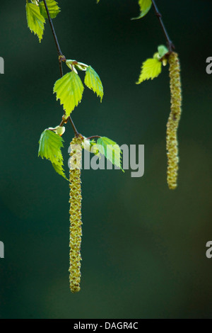 common birch, silver birch, European white birch, white birch (Betula pendula, Betula alba), branch with male catkins, Germany Stock Photo