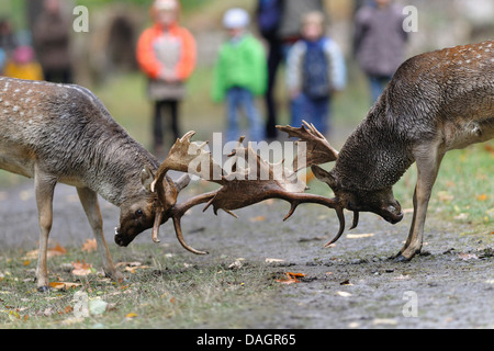 fallow deer (Dama dama, Cervus dama), two fighting stags, Germany Stock Photo