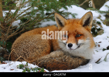 red fox (Vulpes vulpes), lying in a hollow in snow, Germany Stock Photo