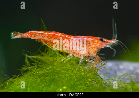 shrimp (Neocaridina Red Cherry), breed Red Cherry Stock Photo