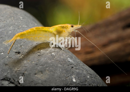 Yellow Flame Neocaridina Shrimp (Neocaridina davidii var. Yellow Flame)