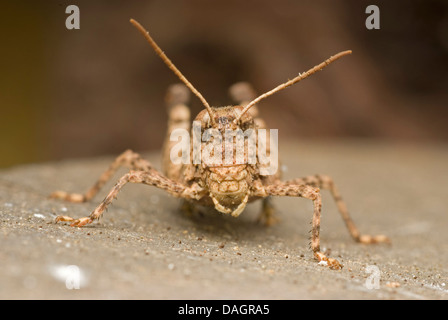 blue-winged grasshopper (Oedipoda coerulescens), sitting on sand, Germany Stock Photo