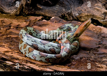 Flower Snake, Moellendorff's Rat Snake (Orthriophis moellendorffi), rolled-up Stock Photo