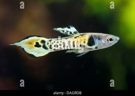 Endler's guppy, Endler's livebearer (Poecilia wingei), breed Tiger Stock Photo