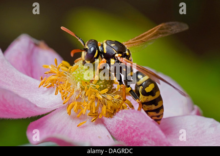 Paper wasp, European paper wasp (Polistes gallicus, Polistes dominulus), sitting on a blossom, Germany Stock Photo