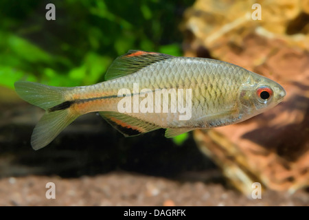 Rosy bitterling (Rhodeus ocellatus), swimming Stock Photo - Alamy