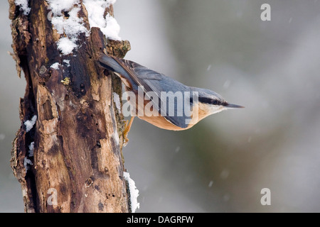 Eurasian nuthatch (Sitta europaea), sitting at a trunk by snowfall in typical posture, Germany Stock Photo