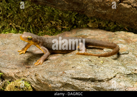 California newt (Taricha torosa), on a stone Stock Photo