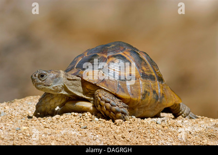 spur-thighed tortoise, Mediterranean spur-thighed tortoise, common tortoise, Greek tortoise (Testudo graeca ibera), creeping Stock Photo