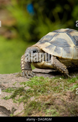 Hermann's tortoise, Greek tortoise (Testudo hermanni hermannii), portrait Stock Photo