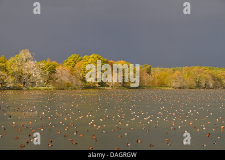 screamers and waterfowl (ducks/geese/swans) (Anseriformes), resting common pochards, red-crested pochards and tufted ducks on a lake, deuschland Stock Photo