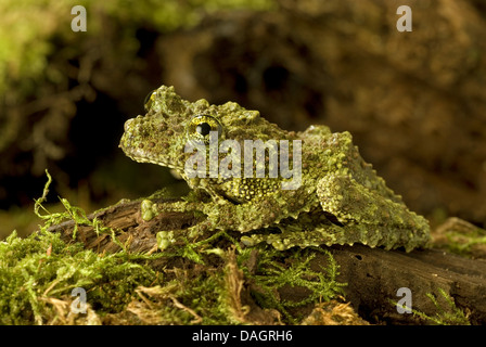 Mossy Frog, Vietnamese Mossy Frog, Tonkin Bug-eyed Frog (Theloderma corticale), on mossy branch Stock Photo