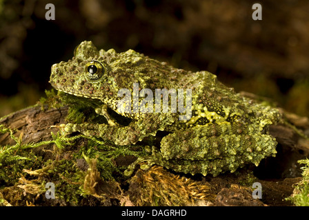 Mossy Frog, Vietnamese Mossy Frog, Tonkin Bug-eyed Frog (Theloderma corticale), on mossy branch Stock Photo