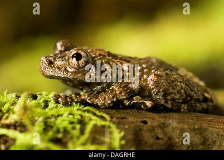 Mossy Frog, Vietnamese Mossy Frog, Tonkin Bug-eyed Frog (Theloderma stellatum), on mossy branch Stock Photo