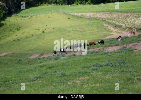 Cows and horses grazing in a field